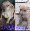 Boby e Scoob