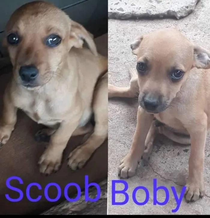 Cachorro ra a Cão Gato com bace idade 2 a 6 meses nome Boby e Scoob