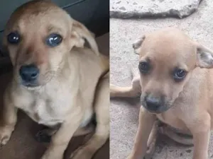 Cachorro raça Cão Gato com bace idade 2 a 6 meses nome Boby e Scoob