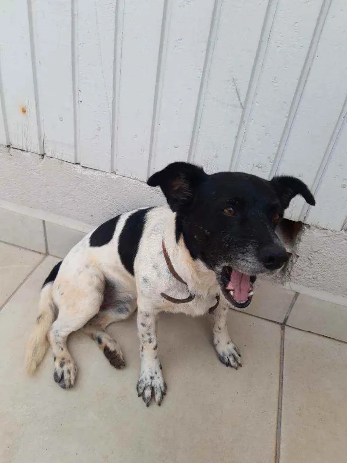 Cachorro ra a Sem Raça  idade  nome Não tem