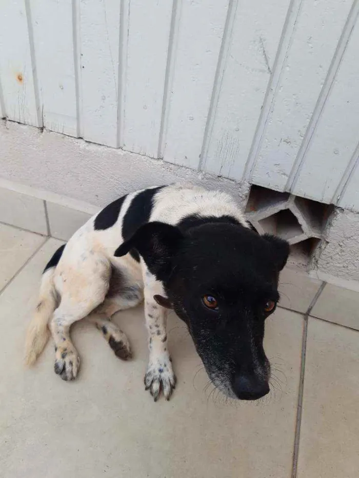 Cachorro ra a Sem Raça  idade  nome Não tem