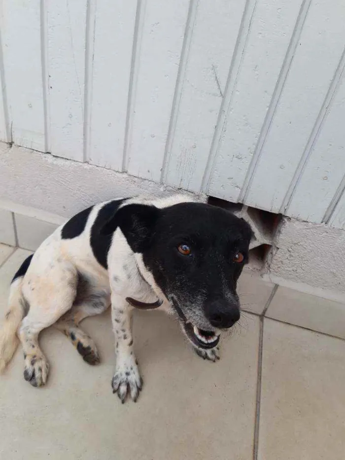 Cachorro ra a Sem Raça  idade  nome Não tem