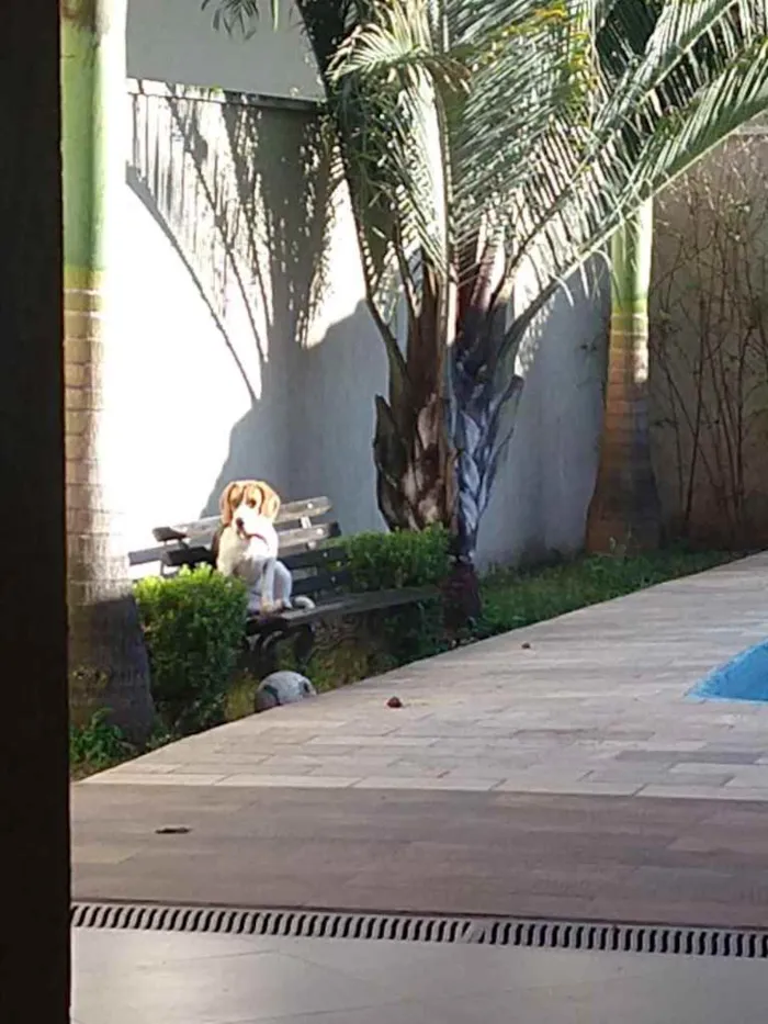 Cachorro ra a Beagle  idade 1 ano nome Nina