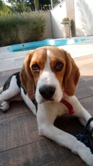 Cachorro raça Beagle  idade 1 ano nome Nina