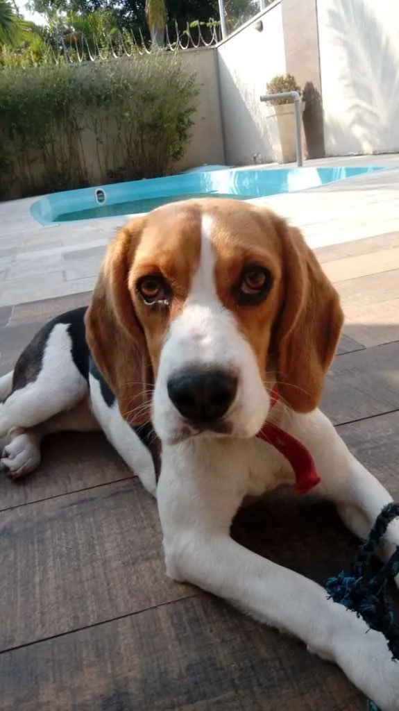 Cachorro ra a Beagle  idade 1 ano nome Nina