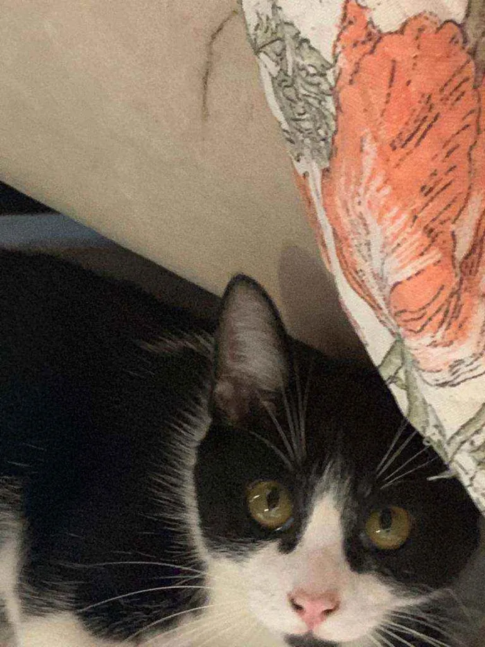 Gato raça Sem raça definida idade 2 a 6 meses nome Mia 