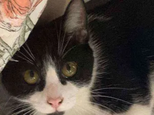Gato raça Sem raça definida idade 2 a 6 meses nome Mia 