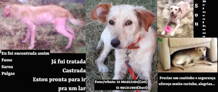 Cachorro ra a SRD-ViraLata idade 7 a 11 meses nome Dolly