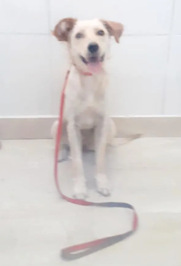 Cachorro ra a SRD-ViraLata idade 7 a 11 meses nome Dolly