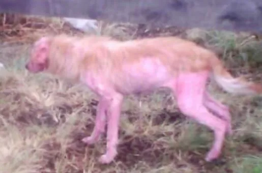 Cachorro ra a SRD-ViraLata idade 7 a 11 meses nome Dolly