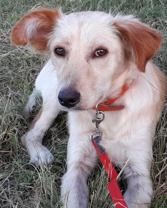 Cachorro ra a SRD-ViraLata idade 7 a 11 meses nome Dolly