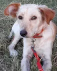 Dolly