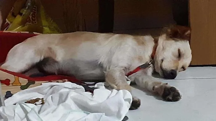 Cachorro ra a SRD-ViraLata idade 7 a 11 meses nome Dolly
