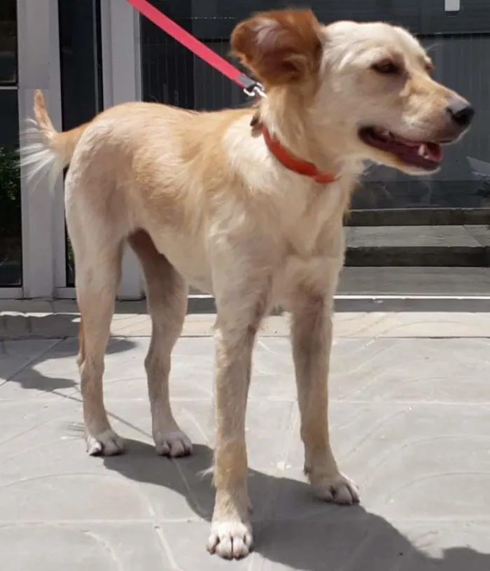 Cachorro ra a SRD-ViraLata idade 7 a 11 meses nome Dolly