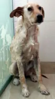 Dolly