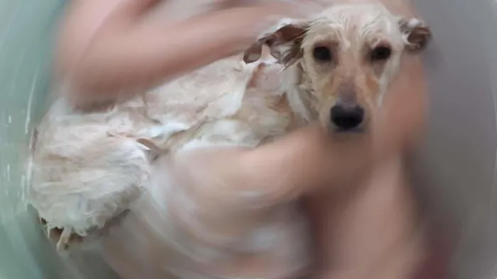 Cachorro ra a SRD-ViraLata idade 7 a 11 meses nome Dolly
