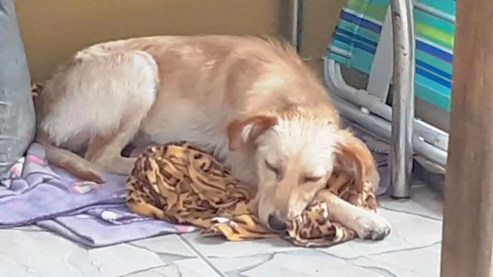 Cachorro ra a SRD-ViraLata idade 7 a 11 meses nome Dolly