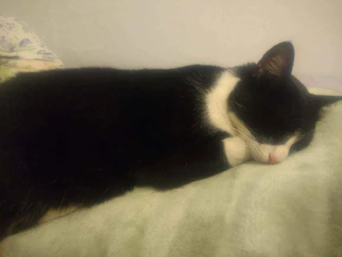Gato ra a Srd idade 3 anos nome Lili