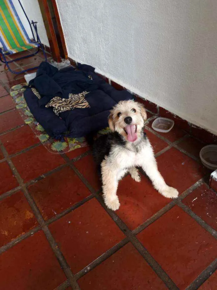 Cachorro raça Srd- parece yorkshire grande idade 7 a 11 meses nome Taz e Flash