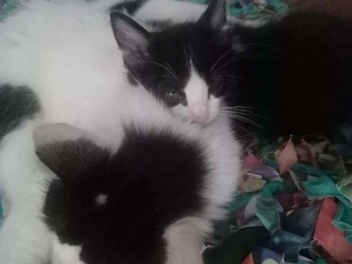 Gato ra a  idade Abaixo de 2 meses nome Não tem nomes