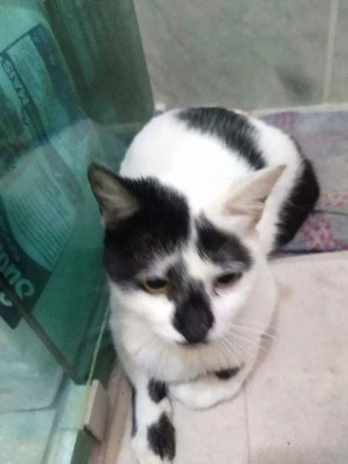 Gato raça SRD idade 7 a 11 meses nome Bianca. Rebeca