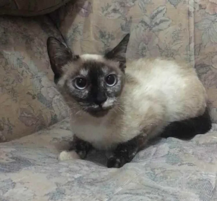Gato raça SRD idade 7 a 11 meses nome Bianca. Rebeca