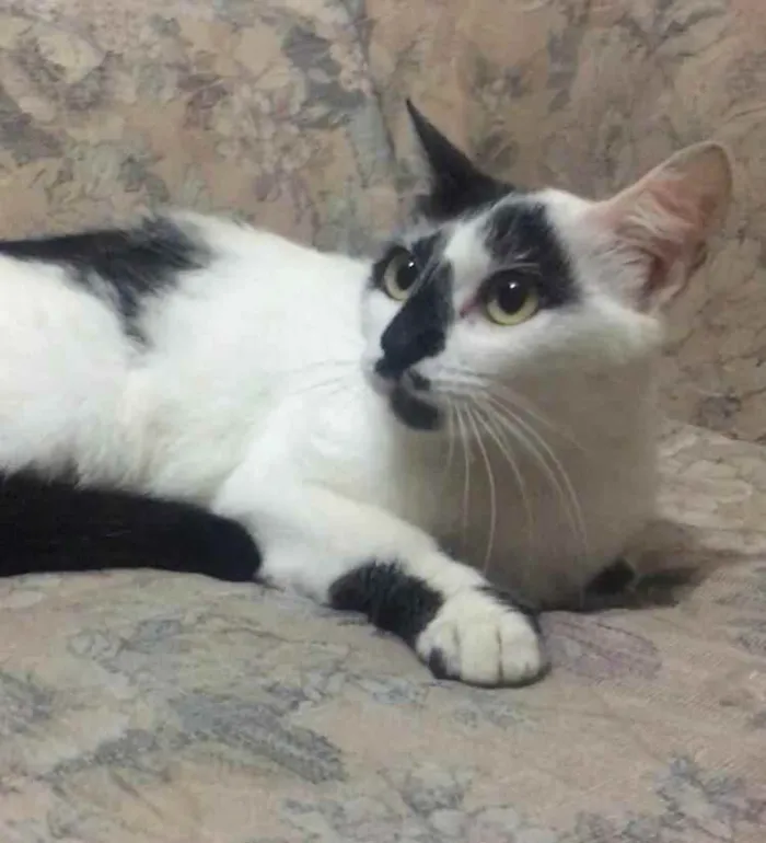 Gato raça SRD idade 7 a 11 meses nome Bianca. Rebeca