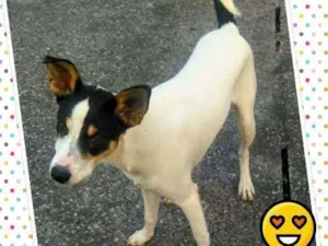 Cachorro raça Srd idade 7 a 11 meses nome Pirata