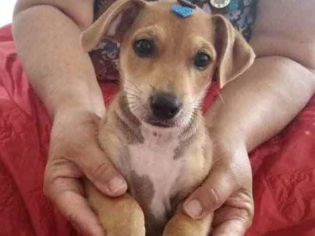 Cachorro ra a SRD idade 2 a 6 meses nome Samantha 