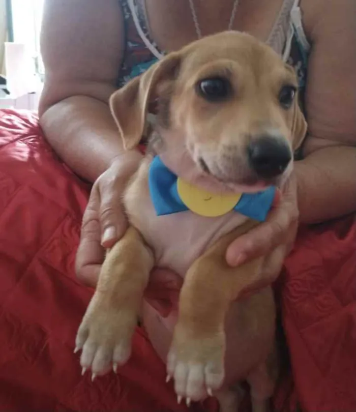 Cachorro ra a SRD idade 2 a 6 meses nome Max 