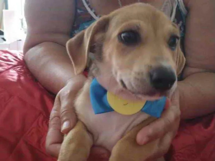 Cachorro ra a SRD idade 2 a 6 meses nome Max 