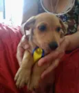 Duke 