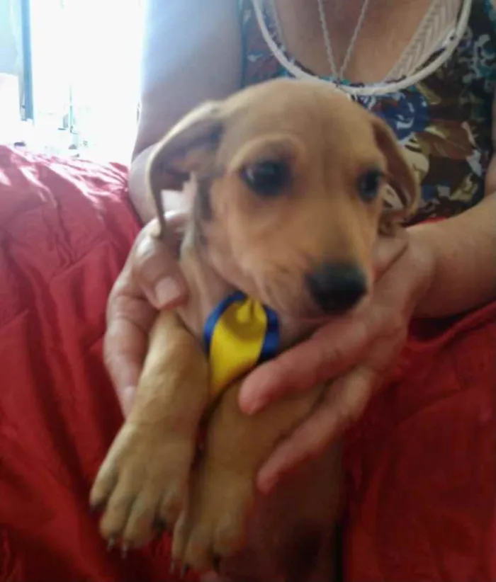 Cachorro ra a SRD idade 2 a 6 meses nome Duke 
