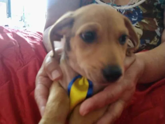 Cachorro ra a SRD idade 2 a 6 meses nome Duke 