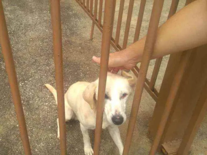 Cachorro ra a SRD idade 2 anos nome Sem nome