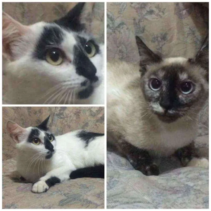 Gato raça SRD idade 7 a 11 meses nome Bianca. Rebeca