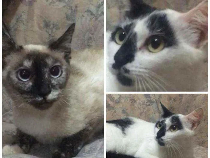 Gato raça SRD idade 7 a 11 meses nome Bianca. Rebeca