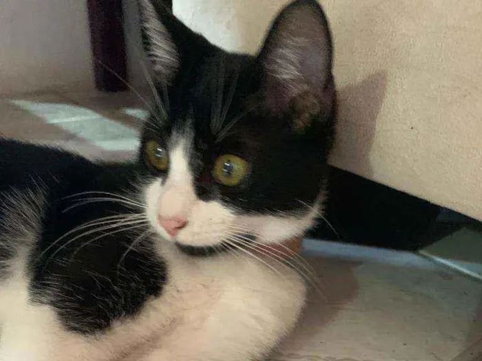 Gato raça Sem raça definida idade 2 a 6 meses nome Mia 