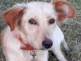 Dolly
