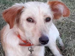 Cachorro raça SRD-ViraLata idade 7 a 11 meses nome Dolly