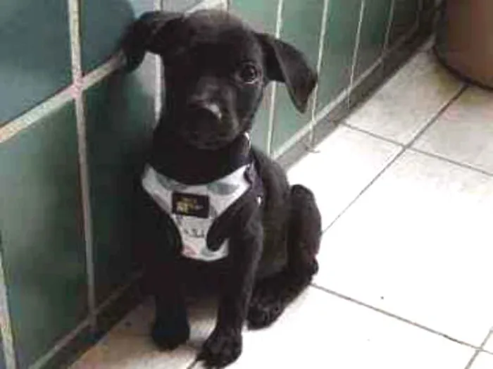 Cachorro ra a  idade 2 a 6 meses nome Matilda