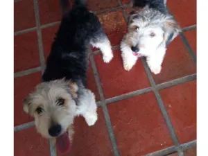 Cachorro raça Srd- parece yorkshire grande idade 7 a 11 meses nome Taz e Flash