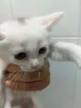 Gatinho sem nome