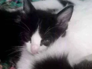 Gato raça  idade Abaixo de 2 meses nome Não tem nomes