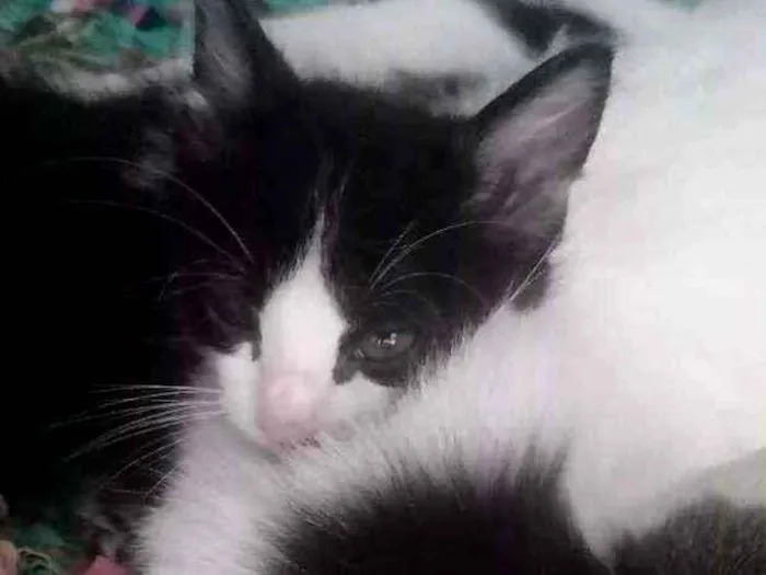 Gato ra a  idade Abaixo de 2 meses nome Não tem nomes