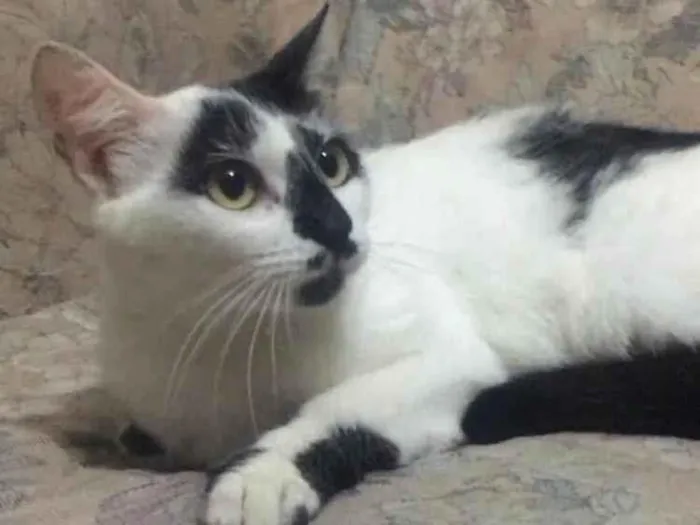 Gato raça SRD idade 7 a 11 meses nome Bianca. Rebeca