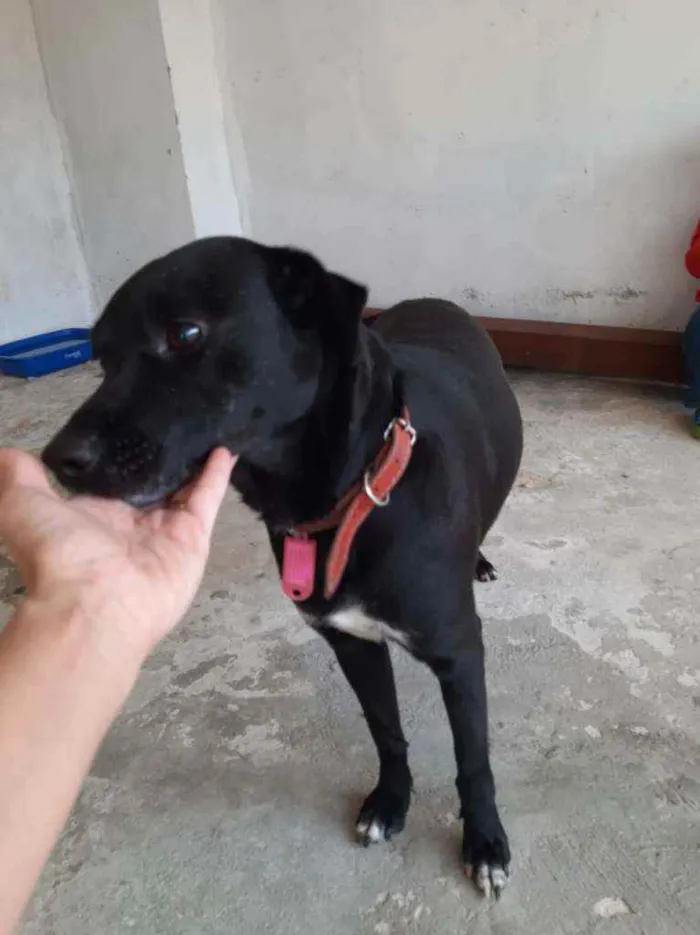 Cachorro ra a Indefinida idade 4 anos nome Tião 