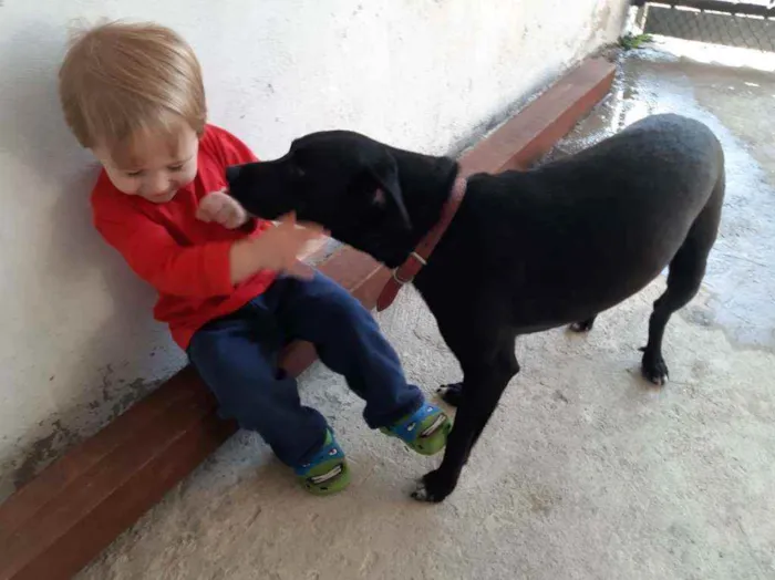 Cachorro ra a Indefinida idade 4 anos nome Tião 