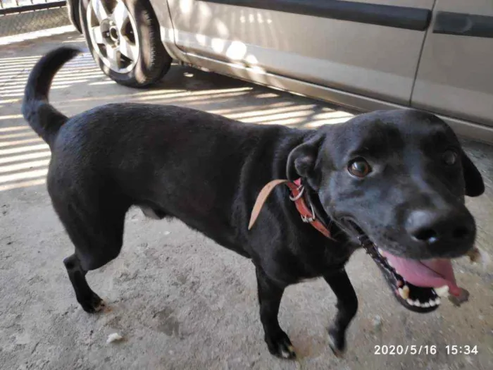 Cachorro ra a Indefinida idade 4 anos nome Tião 