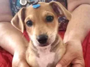Cachorro raça SRD idade 2 a 6 meses nome Samantha 